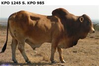 KPO1245S.KPO985