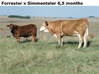 ForresterxSimmentaler6,5months