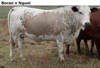 BoranxNguni