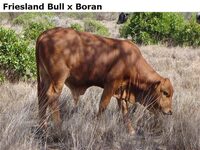 FrieslandBullxBoran