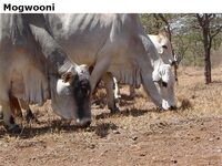Mogwooni