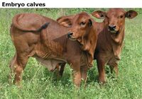 Embryo calves