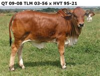 QT 09-08. TLM 03-56 x HVT 95-21