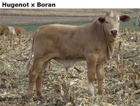 HugenotxBoran