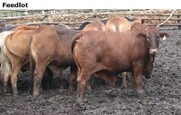 Feedlot