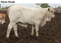 HaveHook