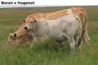 BoranxHugenot
