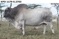 KPO1179S.2703