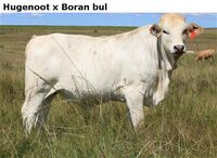 HugenootxBoranbul