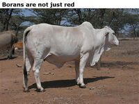 Boransarenotjustred