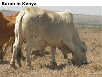 BoraninKenya