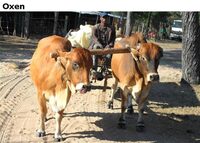 Oxen