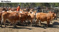'09heifers