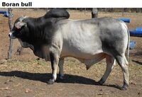 Boranbull