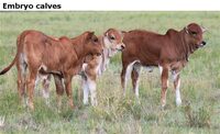 Embryo calves