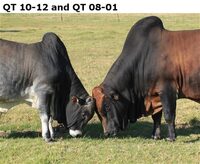 QT 10-12 and QT 08-01