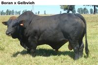 BoranxGelbvieh