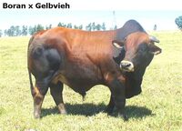 BoranxGelbvieh