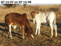 QT 13-07 en QT 13-08
